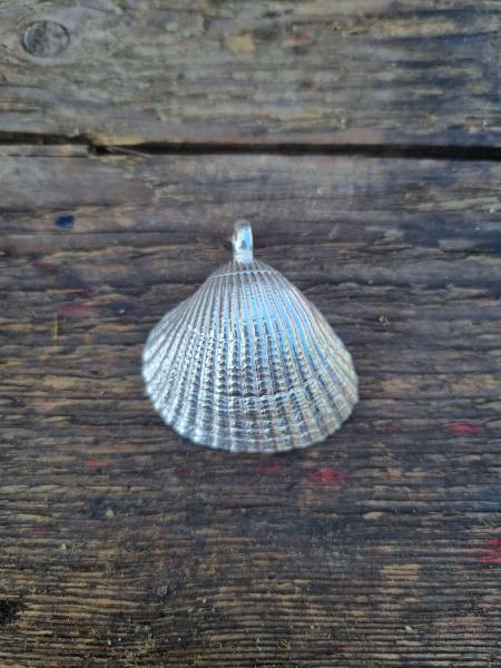 Herzmuschel - die „Große“